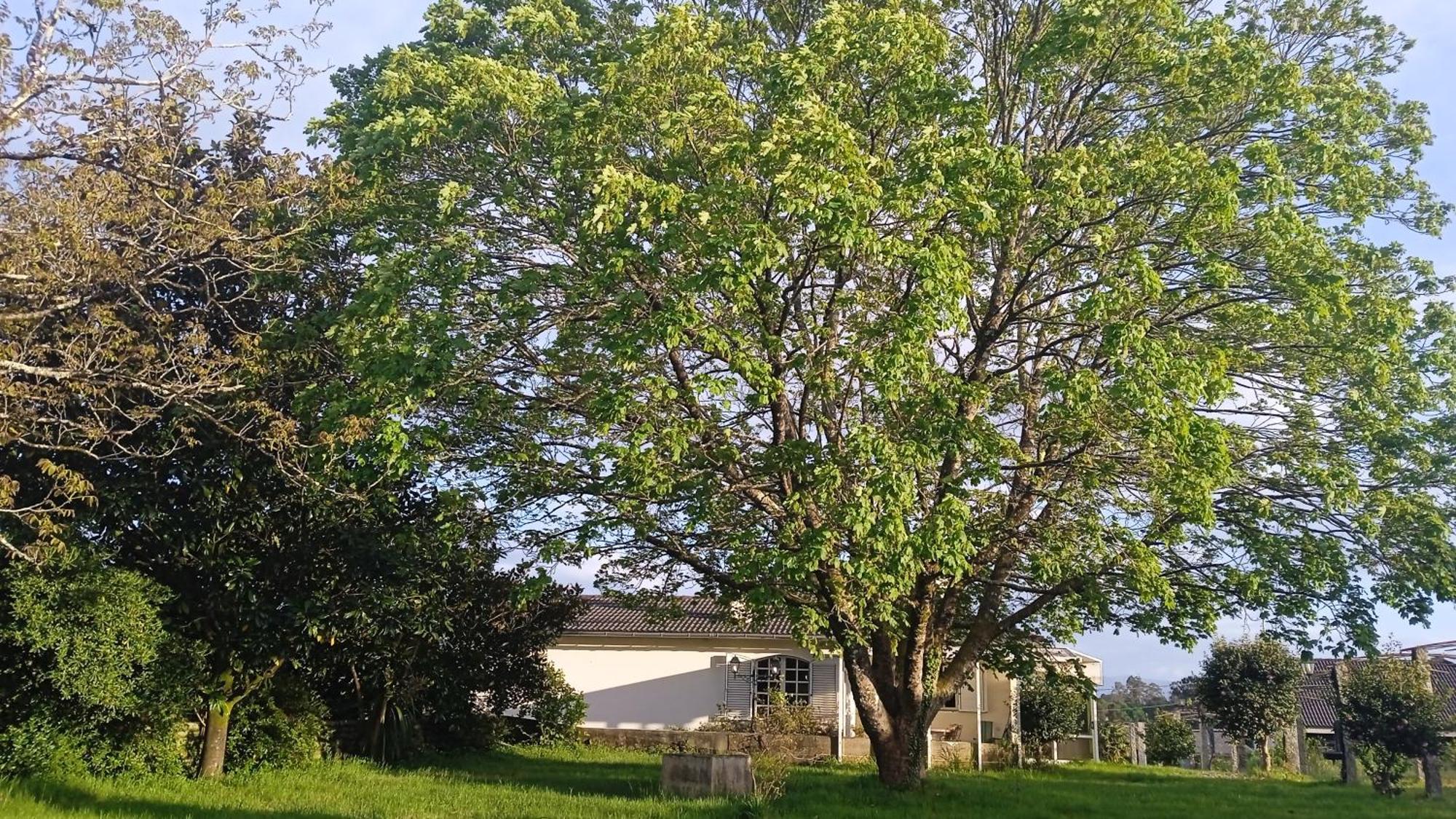 A Casa De Abelleira Ponteareas Bed & Breakfast Luaran gambar